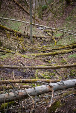 Ormanın ortasında küçük bir orman nehri olan bir vadi. Ölü ağaç gövdeleri ve dalları kaotik bir şekilde onun üzerinde çakıştı. Güzel manzara. Tahta