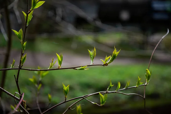 Piccoli Rami Albero Primavera Sfondo Sfocato Neutro Astratto Con Foglie — Foto Stock