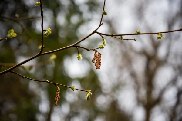 Small Tree Branches Spring Neutral Blur Background Abstract Fresh Green — Stock Photo, Image