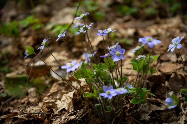 Голубые Маленькие Весенние Цветы Крупным Планом Зеленом Фоне Луга Макрофотография — стоковое фото