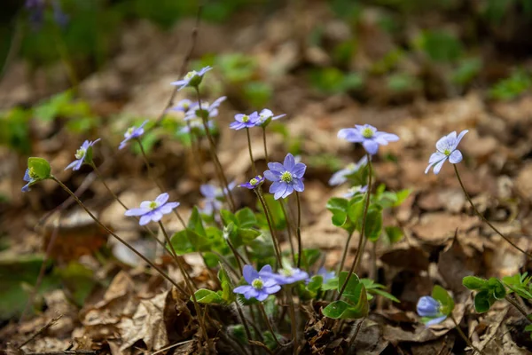 Blaue Kleine Frühlingsblumen Nahaufnahme Auf Grünem Wiesenhintergrund Makrofotografie — Stockfoto