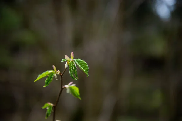 Small Tree Branches Spring Neutral Blur Background Abstract Fresh Green — Stock Photo, Image