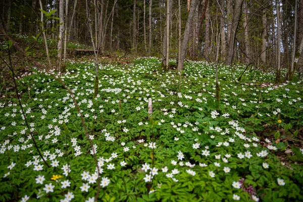 Белый Цветочный Ковер Лесу Зелеными Листьями Макрофотография — стоковое фото