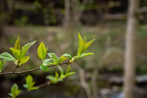 Nedves Tavaszi Levelek Semleges Zöld Homályos Háttér Kerti Jelenet Makrofotózás — Stock Fotó