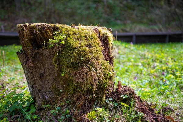在绿草的模糊背景上 一个长满绿色苔藓的树干的特写 宏观摄影 — 图库照片