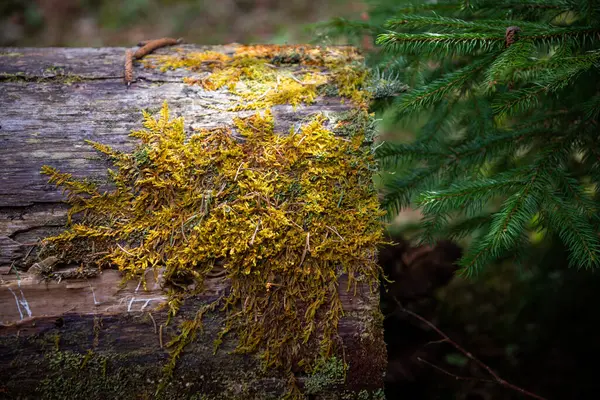 Zbliżenie Zielono Żółtego Mchu Rozbitym Pniu Drzewa Lesie Obok Zielonego — Zdjęcie stockowe