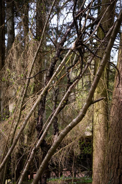 在森林里靠在大树干上的枯干的树枝 — 图库照片