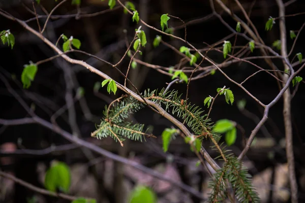 Kis Faágak Tavasszal Semleges Homályos Háttérrel Lucfenyő Zöld Tűlevelű Elvont — Stock Fotó
