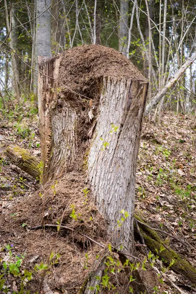 Tuftad Myrstack Trasig Och Vissnad Trädstam Omgiven Skog Vårlandskap — Stockfoto