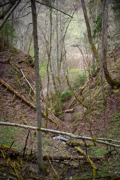 Barranco Bosque Con Pequeño Río Bosque Medio Sobre Ella Han — Foto de Stock