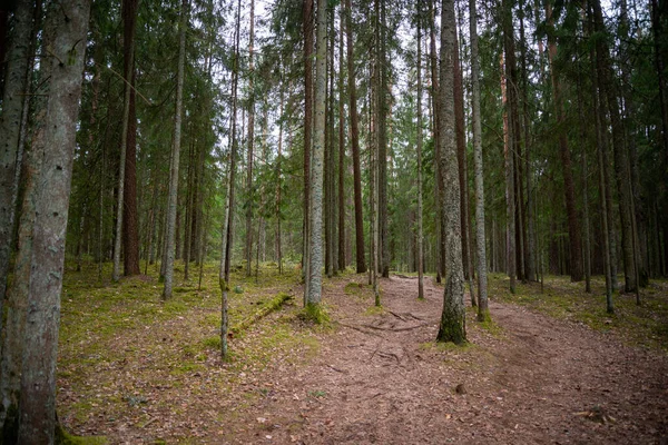 Pień Drzewa Teksturowane Tło Wiosennym Lesie Bleech Kolorów Wiosenny Krajobraz — Zdjęcie stockowe