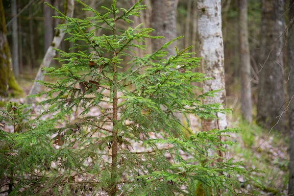 特写的小云杉绿色针叶树分枝在森林里 秋天的叶子粘在云杉枝上 — 图库照片