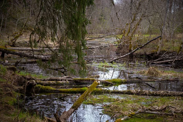 乡村森林河流 岸边有蓝色的水和岩石 干枯的树干和枝条已经倒塌 茂密的森林河流 有春天的植被 — 图库照片