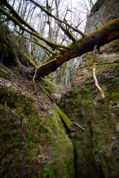 Pedra Calcária Coberto Com Musgo Verde Sobre Qual Tronco Árvore — Fotografia de Stock