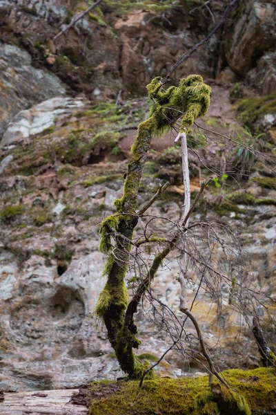 Dramatyczny Uschnięty Pień Drzewa Porośnięty Zielonym Mchem Sandy Rock Tle — Zdjęcie stockowe