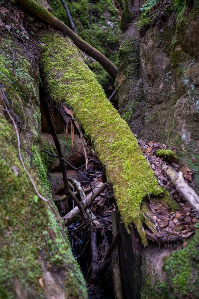 Κορμός Δέντρου Κατάφυτος Πράσινα Βρύα Έπεσε Ανάμεσα Δύο Βράχια Από — Φωτογραφία Αρχείου