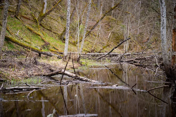 Krajina Lesní Řeka Modrou Vodou Skalami Břehu Mrtvé Polámané Stromy — Stock fotografie