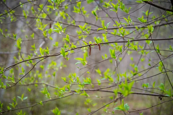 Kis Faágak Tavasszal Semleges Homályos Háttérrel Elvont Friss Zöld Levelekkel — Stock Fotó