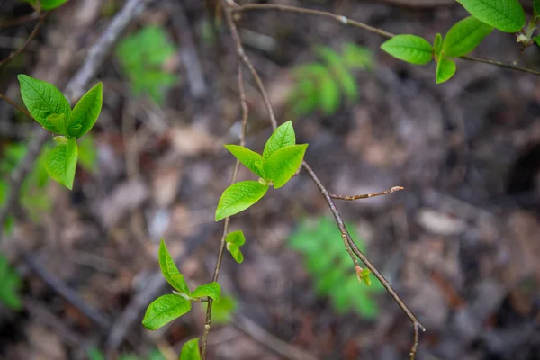 Háttér Gyönyörű Nyírfa Zöld Levelek Megvilágított Napfény Makrofotózás — Stock Fotó