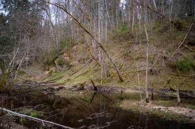Aşırı büyümüş bir ormanda, nehre düşen ölü ve kırık ağaçlarla kusursuz yansıma nehri. Doğa manzarası