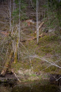 Yeşil yosun ve kumtaşı kayalıklarıyla orman vadisinin manzarası güzel, huzurlu bir orman nehrinin kıyısında kırık ağaçlarla birlikte. Doğa manzarası
