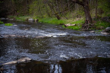 Orman nehri şelale manzarası. Orman nehri deresi. Ormandaki şelale nehri. Nehir Şelalesi Ormanı.