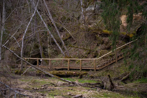 강가에서 부서진 나무들 지역에 동굴을 관광객들이 — 스톡 사진