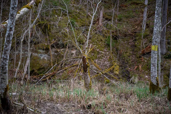 緑の苔で覆われた砂岩の崖の横に枯れ木が生い茂る森 自然景観 — ストック写真