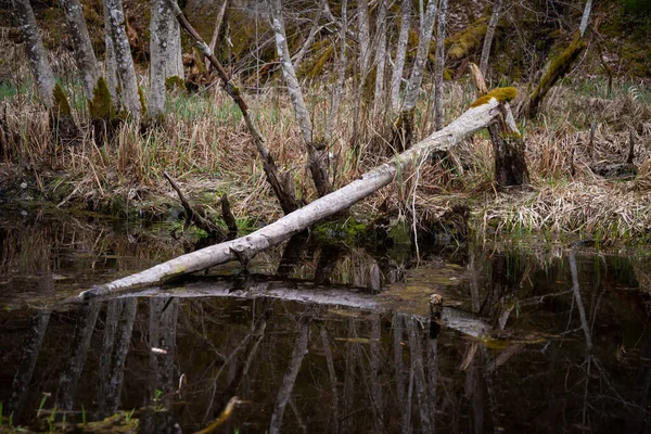 강에서 나무줄기가 완벽하게 반사되었습니다 — 스톡 사진