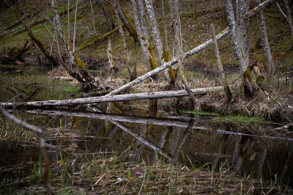 完璧な反射で森の川の木の幹を枯れた 自然景観 — ストック写真