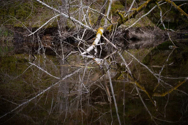 枯萎了的树干被绿狗覆盖着 已经掉进了一条在森林里倒映成趣的河流里 自然景观 — 图库照片