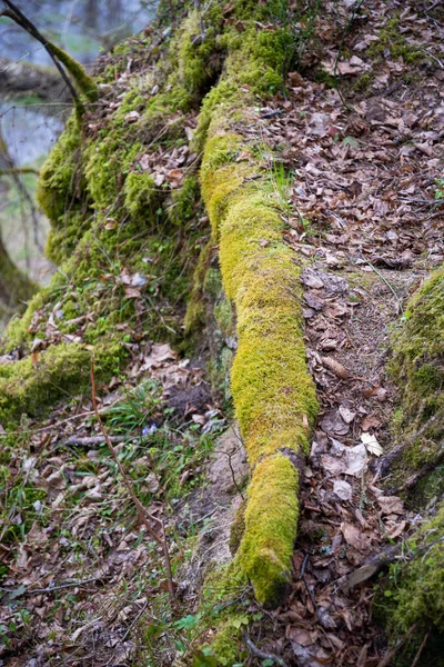 The tree root in the forest is covered with green moss. Overgrown with autumn tree leaves. Nature.