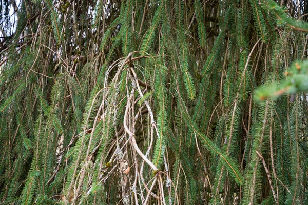 Primer Plano Las Agujas Verdes Abeto Que Crea Una Foto —  Fotos de Stock