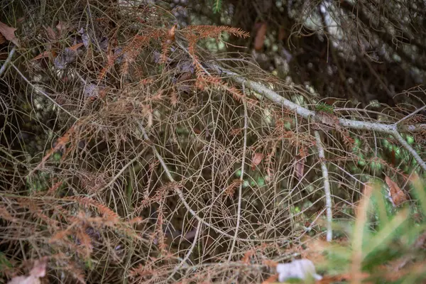 텍스처 사진을 만들어 가문비나무 바늘의 사진입니다 매크로 — 스톡 사진