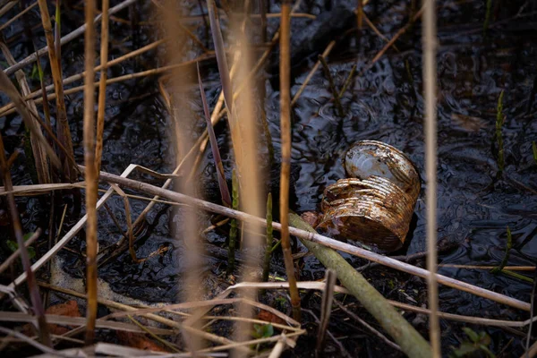 Rusty Metal Plechovka Vodě Jezera Mezi Hnědými Rákosím Makro — Stock fotografie