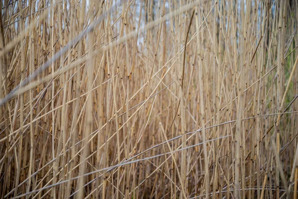 Naturlig Abstrakt Bakgrund Torra Rör Som Vinden Lutade Mot Blå — Stockfoto