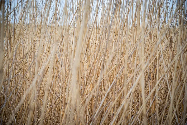 Natural Abstract Background Dry Reeds Which Wind Leaned Blue Lake — Stock Photo, Image