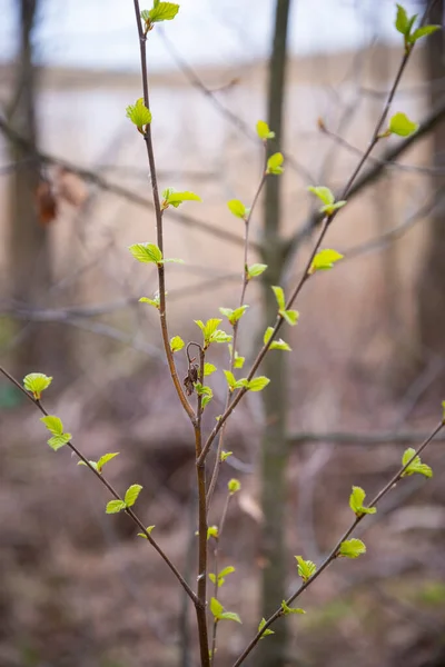 First Spring Gentle Leaves Buds Branches Macro Background Macro — Stock Photo, Image