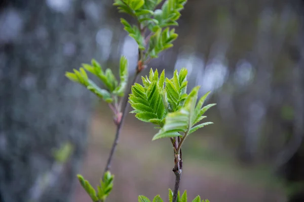 Fresh Green Leaves Morning Spring Season Macro Photography — Stock Photo, Image