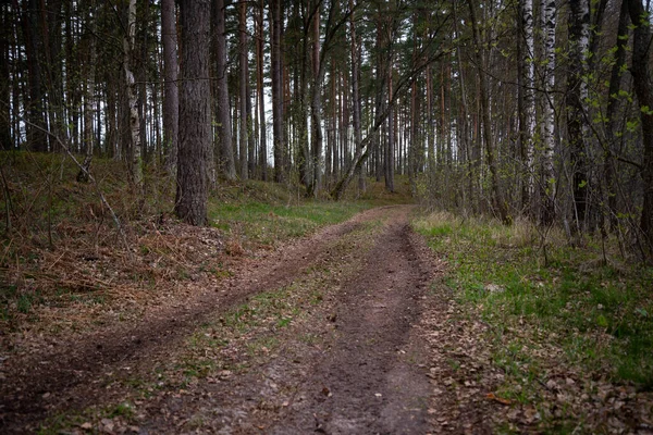 Piękna Żwirowa Ścieżka Wiosennym Lesie Drzewa Bez Liści Krajobraz Przyrody — Zdjęcie stockowe