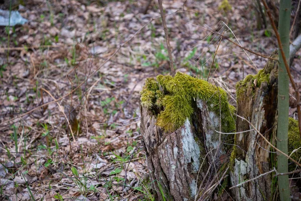 Aiguilles Mousse Verte Vue Détaillée Fougère Dans Une Forêt Macro — Photo