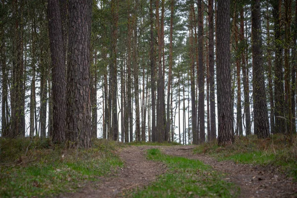 Piękna Żwirowa Ścieżka Wiosennym Lesie Krajobraz Przyrody — Zdjęcie stockowe