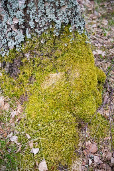Zbliżenie Pnia Drzewa Zielonym Mchem Fotografia Makro — Zdjęcie stockowe