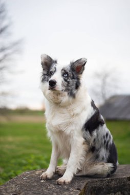 Siyah-beyaz sınır köpeği betonun kenarında oturuyor..