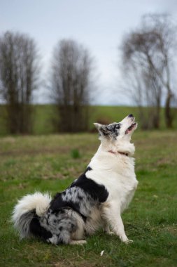 Siyah ve beyaz renkteki çoban köpeği oturur ve yeşil çimlere bakar.
