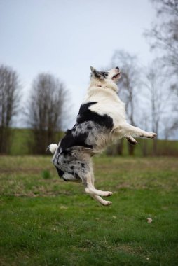 Siyah beyaz sınır köpeği yeşil çimlerin üzerinde zıplıyor