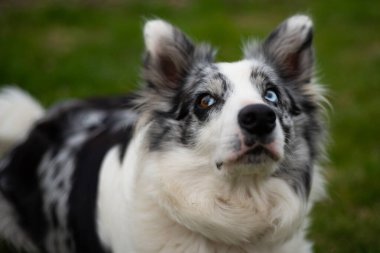 Siyah beyaz, kahverengi ve mavi gözlü bir çoban köpeğinin yakın plan portresi..