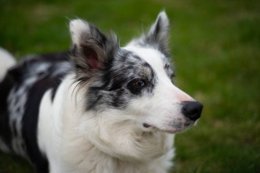 Kahverengi gözlü siyah beyaz bir çoban köpeğinin yakın plan portresi..
