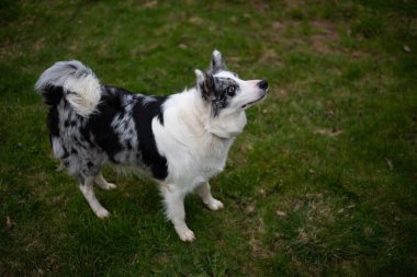 Siyah-beyaz sınır çoban köpeği yeşil çimlerin üzerinde duruyor..