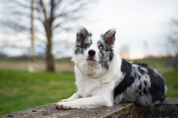 Collie Frontière Couchée Sur Des Structures Béton Coucher Soleil — Photo